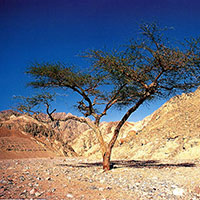 Acacia Raddiana / Sinaï  - Égypte